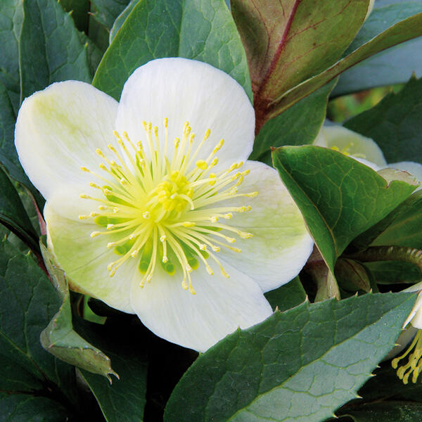 Christrose "Helleborus"