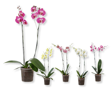 Phalaenopsis XXL