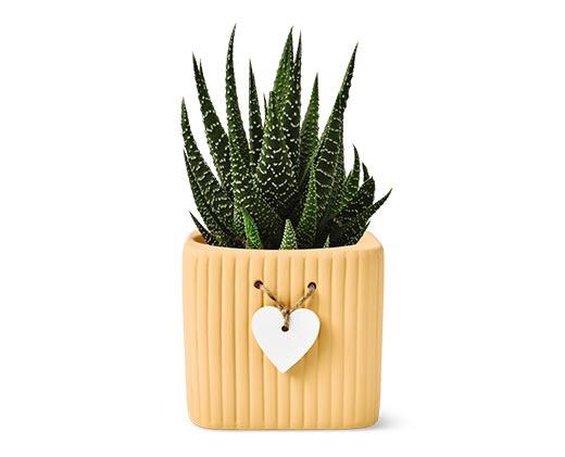 Mother's Day Succulent Assorted Varieties