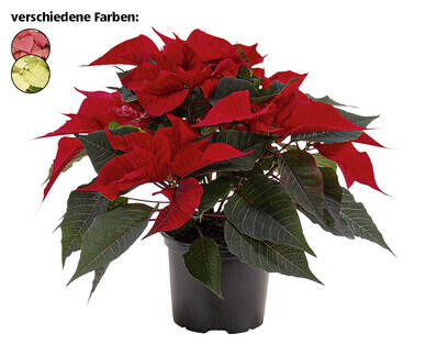 WEIHNACHTSSTERN
