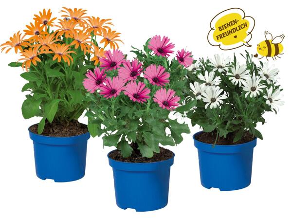 Osteospermum (Kapmargerite)