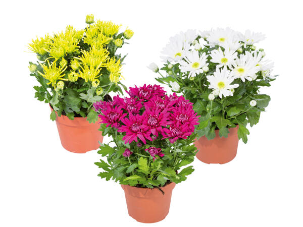 Chrysanthemums