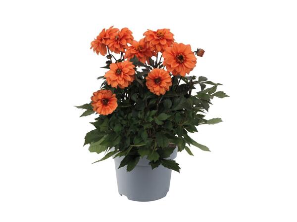 Dahlia