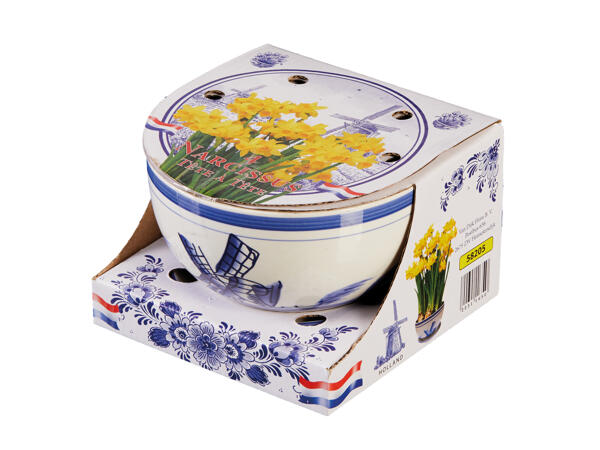 Flowering Bulbs in Ceramic Bowl