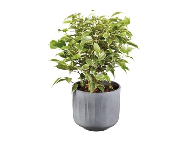 Plant in Ceramic