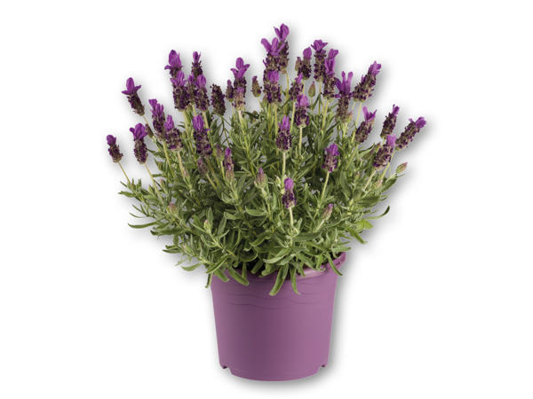 Sommerfuglelavendel