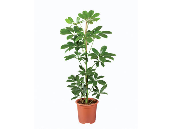 Green Plants