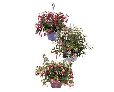 FUCHSIAS DANS UN POT À SUSPENDRE