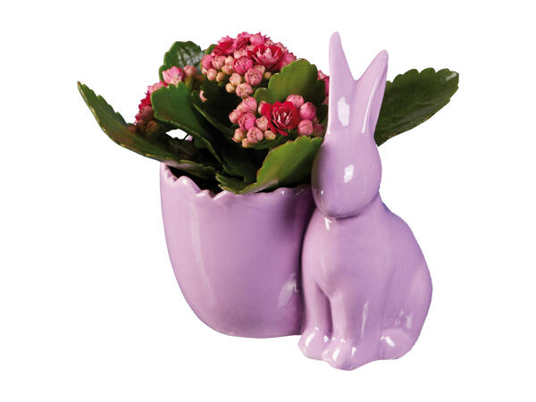 Easter Bunny with Kalanchoe