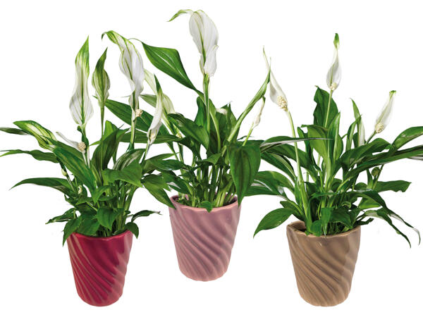 Spathiphyllum in Keramik