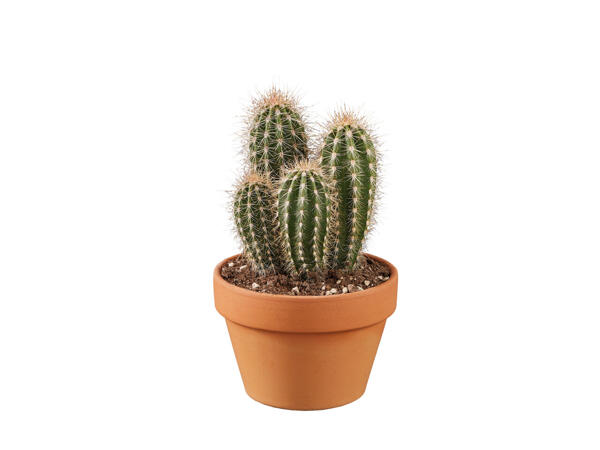 Cactus dans un pot en terre cuite