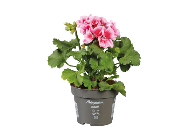 Trailing or Standing Geranium