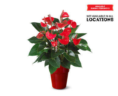5" Anthurium
