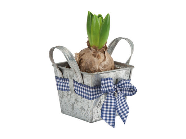 Bulbs