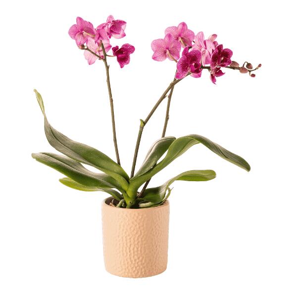 Orchidée