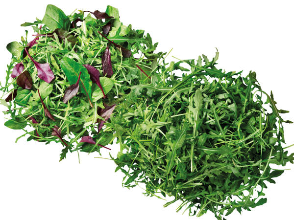 Mix-Salat oder Rucola