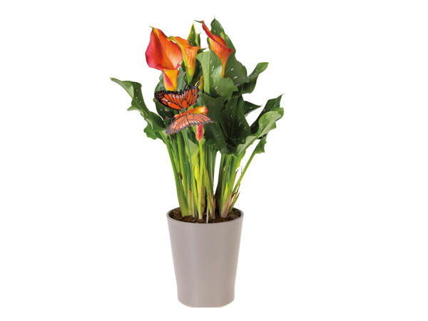 Calla in Ceramic Pot