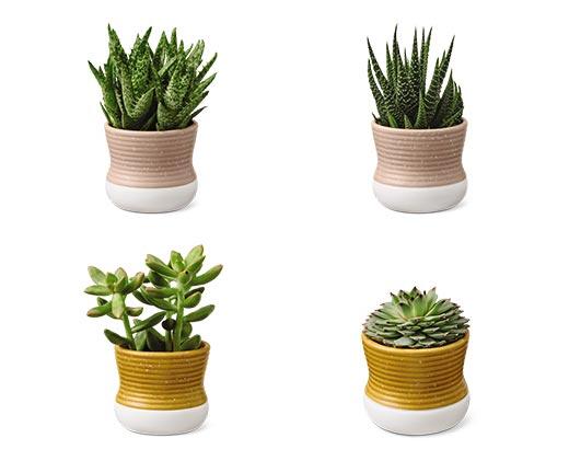 Petite Succulent Assorted Varieties