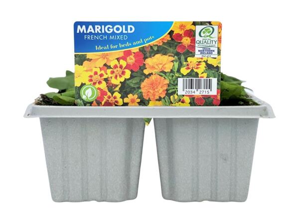6 Pack Summer Bedding