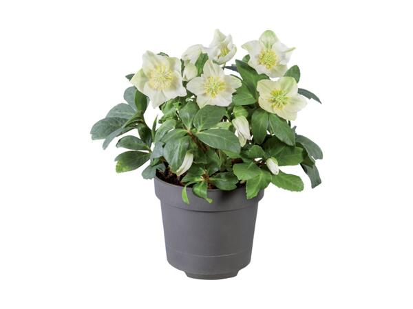 Rose de Noël (hellébore blanc)