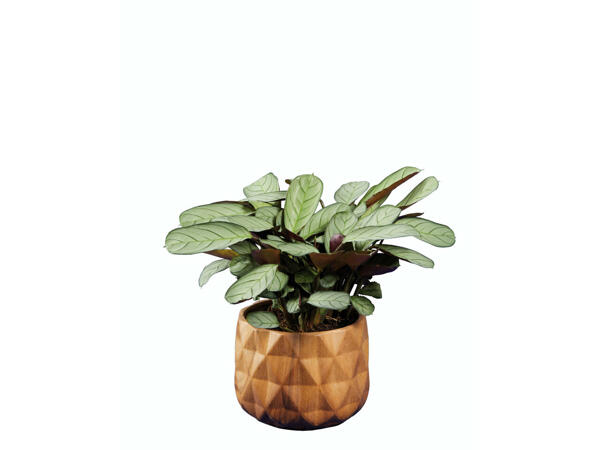Plantes vertes avec pots en céramique effet bois