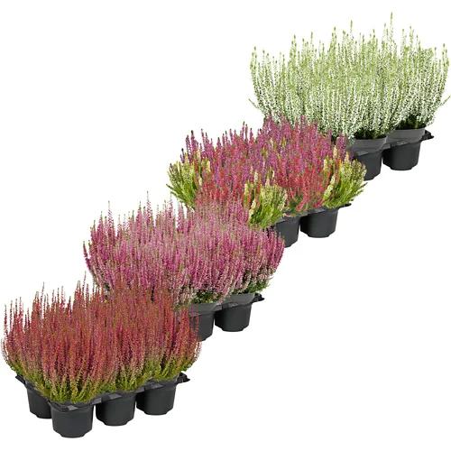 Calluna Beauty Ladies