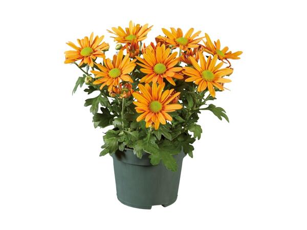 Krysantemum