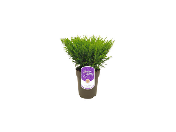 Conifer Mix