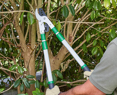 Telescopic Bypass Lopper