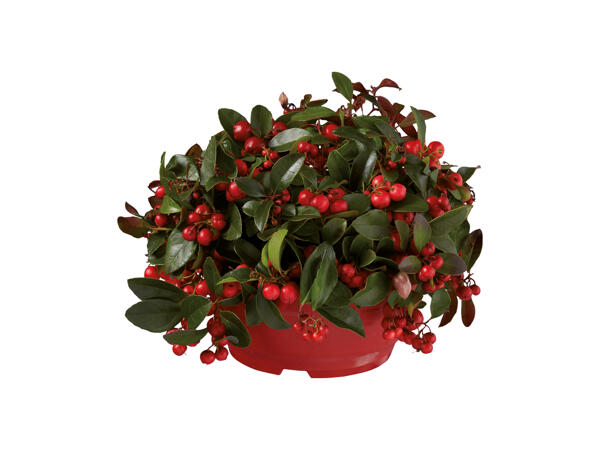 Gaultheria