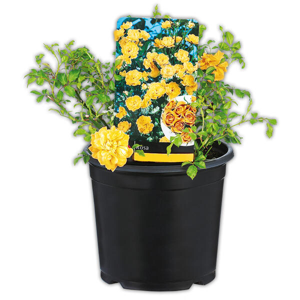 Bodendeckerrose "The Fairy"