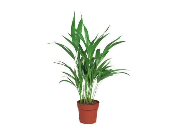 Palm1