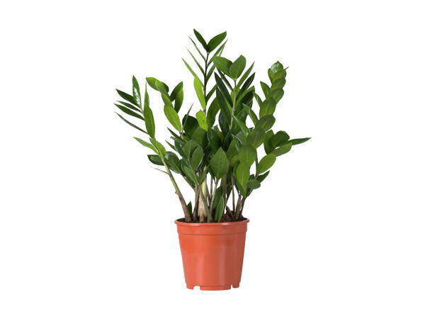 Grøn plante