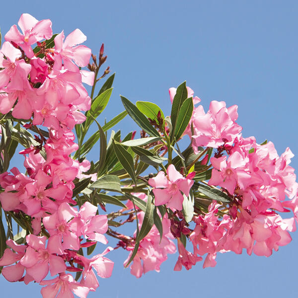 Oleander Midi