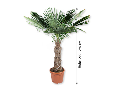 Tessinerpalme