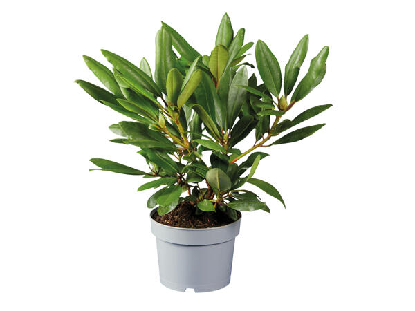 Rhododendron