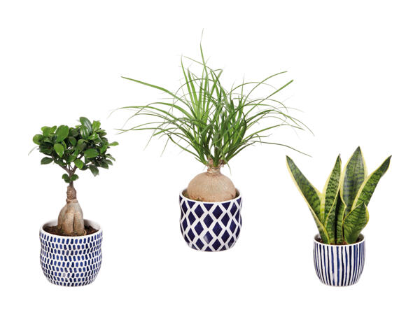 Grøn plante i blå keramik