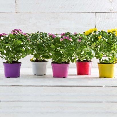 Chrysanthème