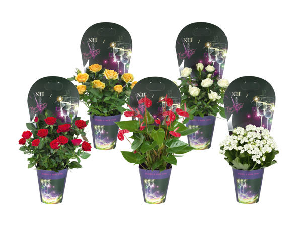 Nyårsblomma