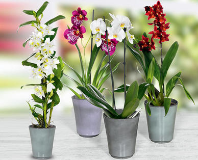 Orchidea