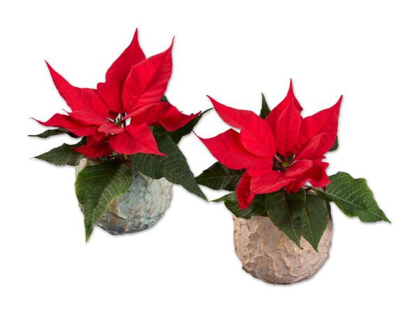 Weihnachtsstern Mini in Keramik