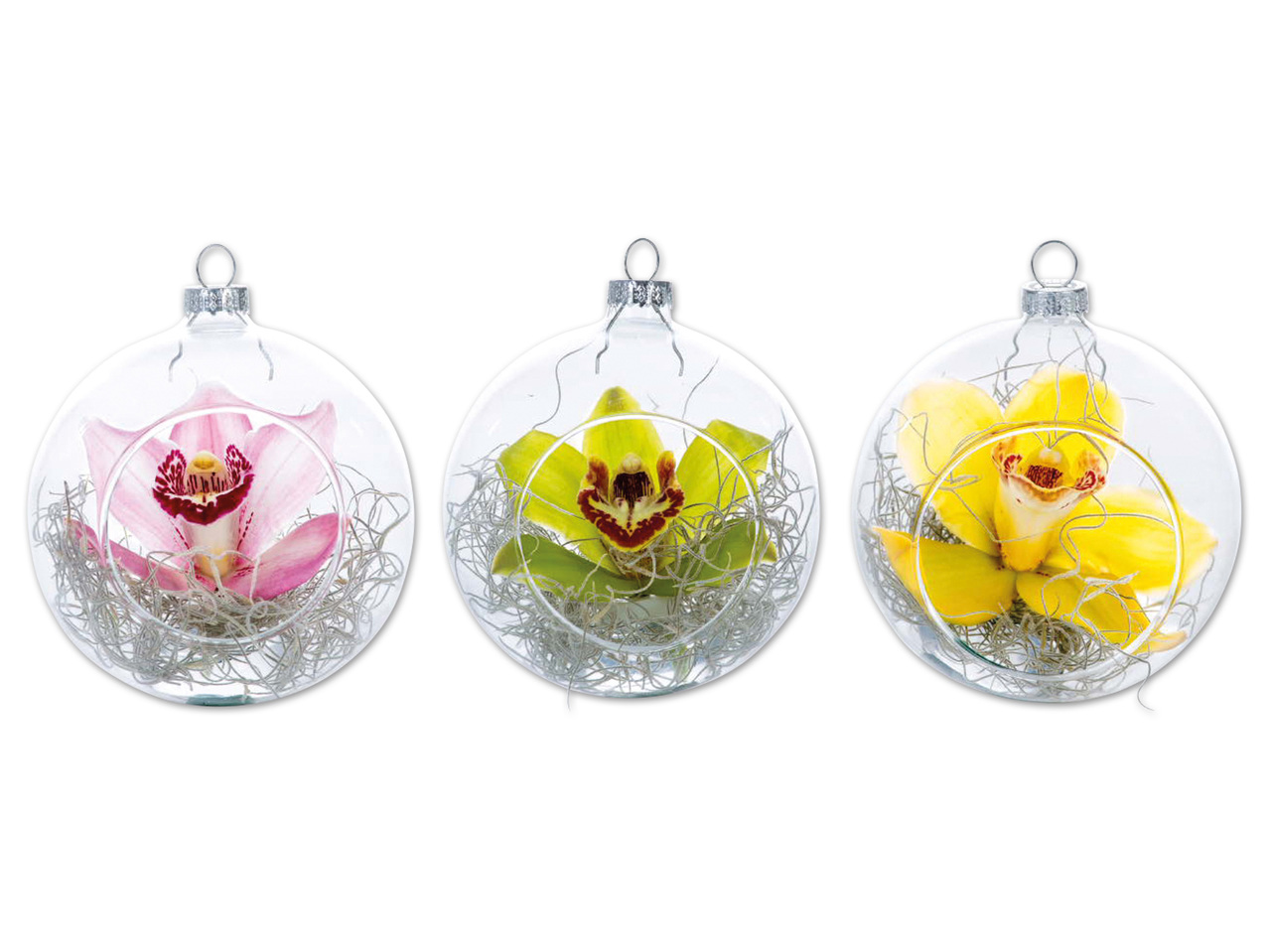 Weihnachtskugel mit Cymbidium