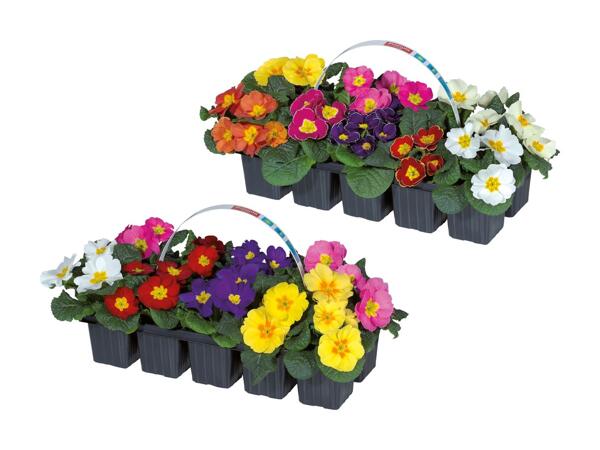 Mélange de primevères acaules