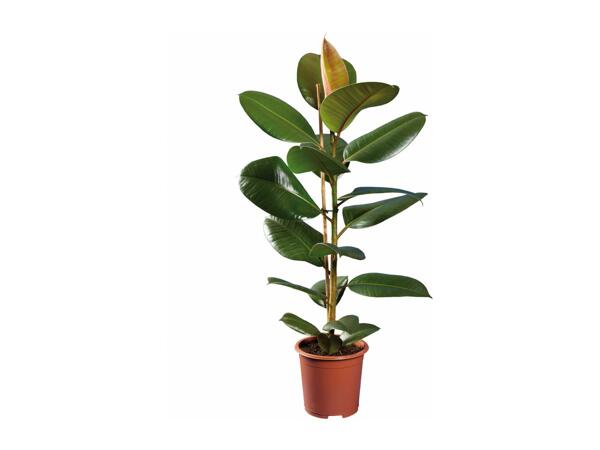 Houseplants