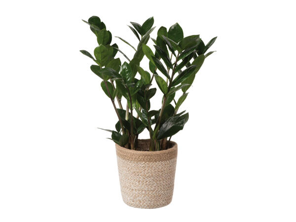 Green Plants in Jute Pots