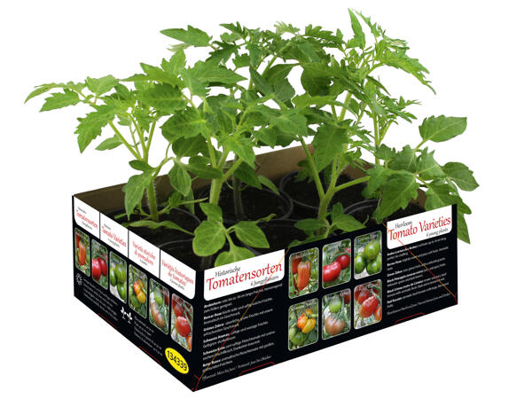 Historische Tomatensorten
