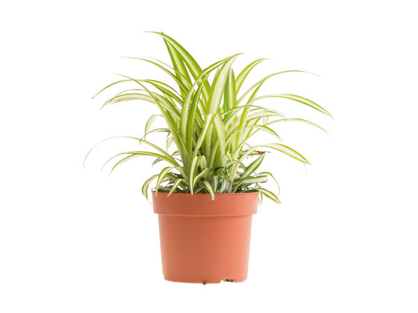 Luftrensende grøn plante