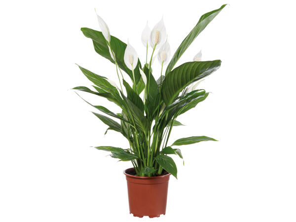 Spathiphyllum (Einblatt)