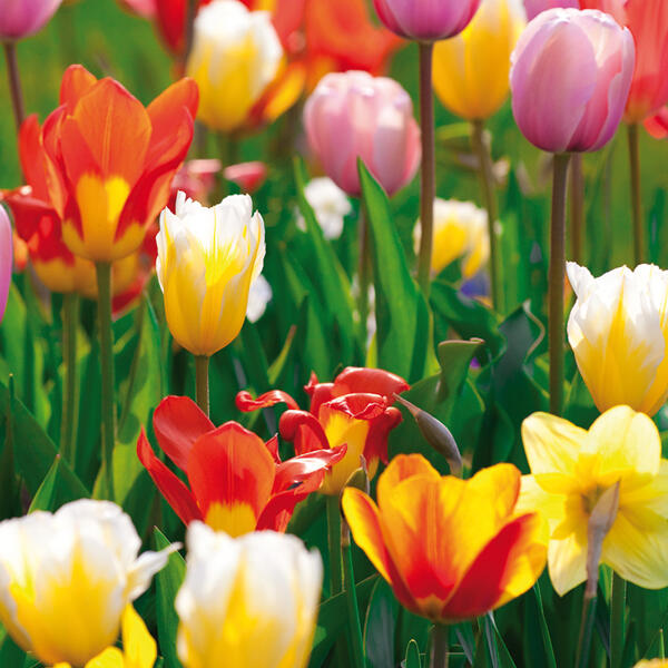 Blumenzwiebeln Narzissen / Tulpen