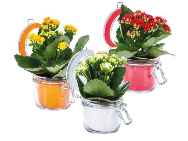 Kalanchoe